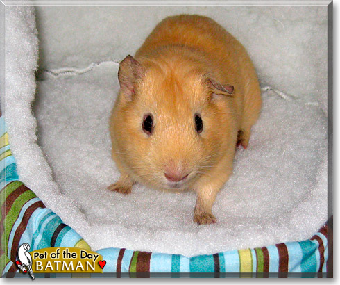 Batman, the Pet of the Day Batman, the Pet of the Day