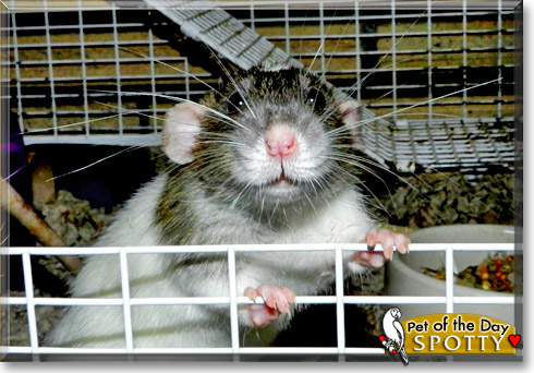 Onespot, the Pet of the Day Onespot, the Pet of the Day