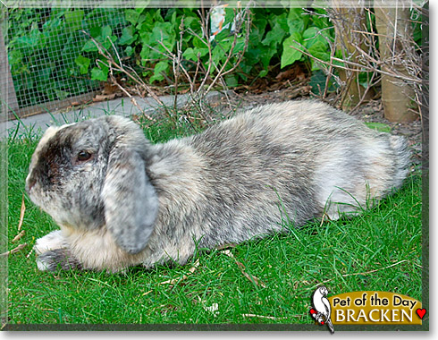 Bracken, the Pet of the Day