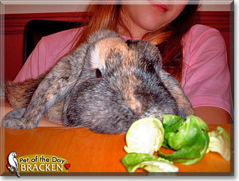 Bracken, the Pet of the Day Bracken, the Pet of the Day