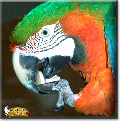 Jack, the Pet of the Day Jack, the Pet of the Day