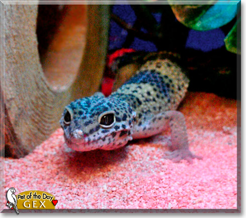 Gex, the Pet of the Day Gex, the Pet of the Day