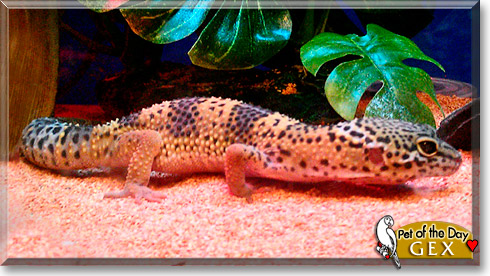Gex, the Pet of the Day Gex, the Pet of the Day
