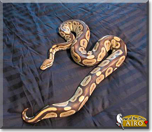 Airo, the Pet of the Day Airo, the Pet of the Day
