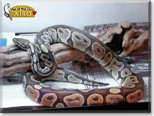Airo, the Pet of the Day Airo, the Pet of the Day