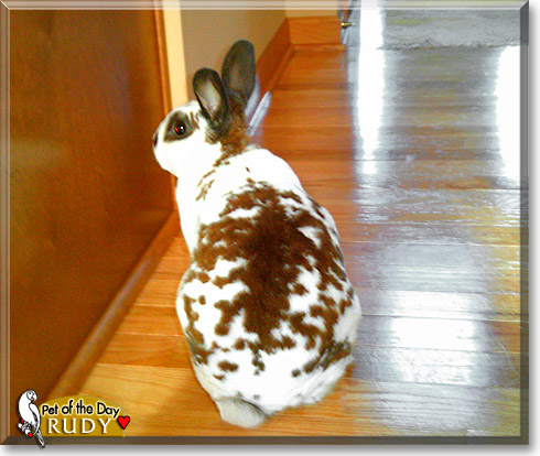 Rudy, the Pet of the Day Rudy, the Pet of the Day