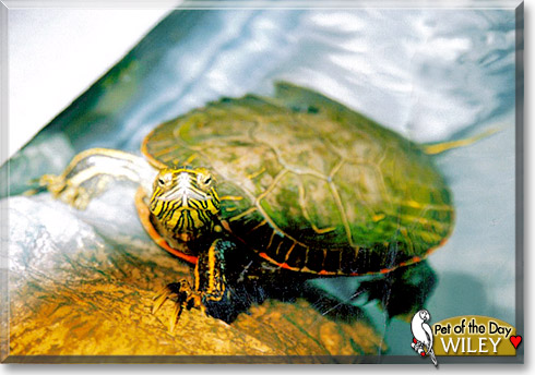 Wiley, the Pet of the Day Wiley, the Pet of the Day