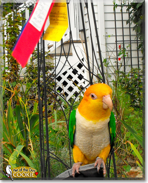 Cookie, the Pet of the Day