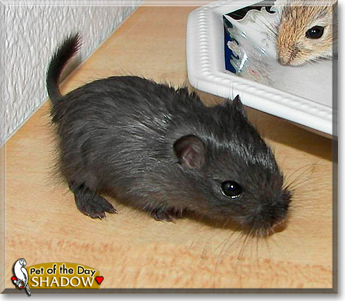 Shadow, the Pet of the Day Shadow, the Pet of the Day
