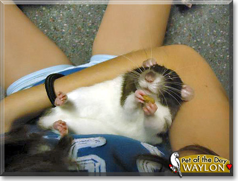 Waylon, the Pet of the Day Waylon, the Pet of the Day