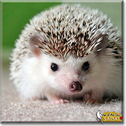 Satski, the Pet of the Day Satski, the Pet of the Day