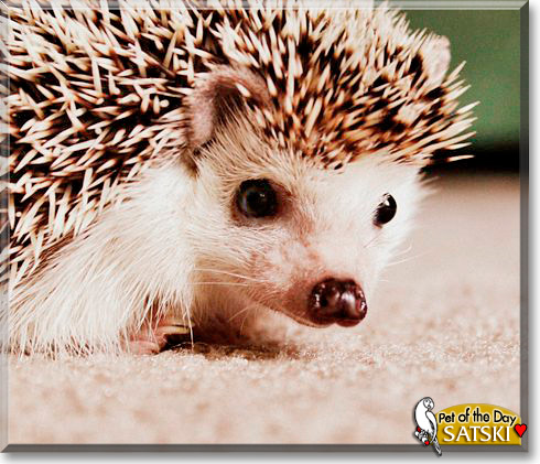 Satski, the Pet of the Day Satski, the Pet of the Day
