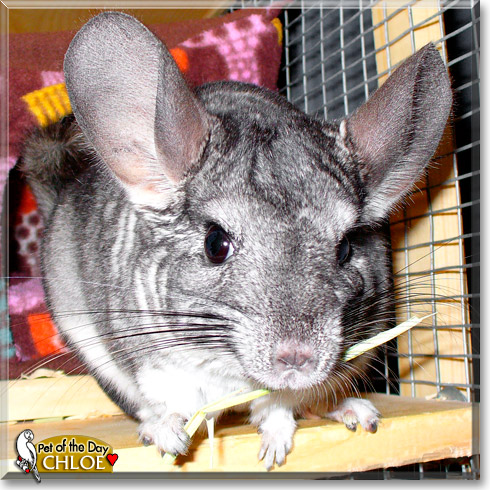 Chloe, the Pet of the Day Chloe, the Pet of the Day
