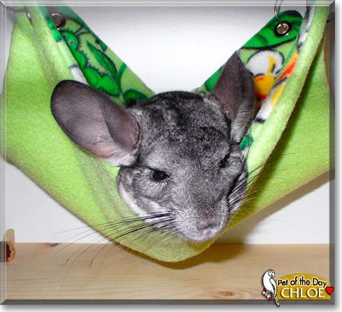 Chloe, the Pet of the Day Chloe, the Pet of the Day