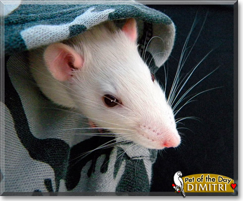 Dimitri, the Pet of the Day Dimitri, the Pet of the Day