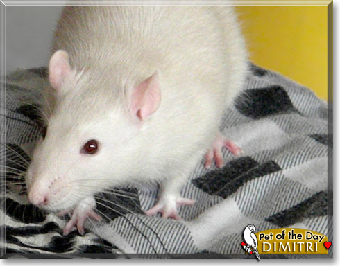 Dimitri, the Pet of the Day Dimitri, the Pet of the Day