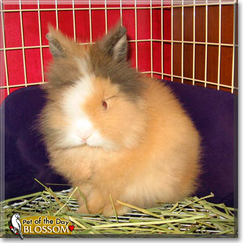 Blossom, the Pet of the Day