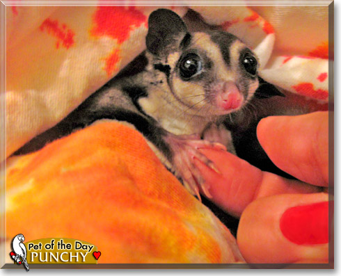 Punchy, the Pet of the Day Punchy, the Pet of the Day