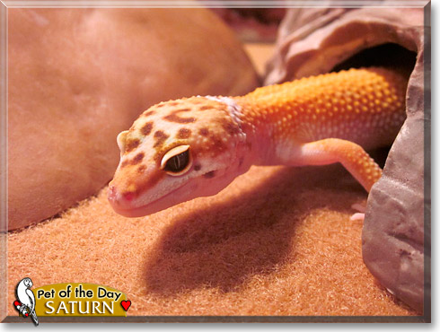 Saturn, the Pet of the Day