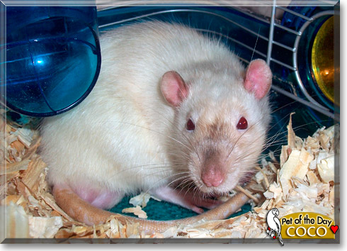 CoCo, the Pet of the Day CoCo, the Pet of the Day