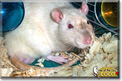 CoCo, the Pet of the Day