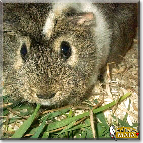 Maia, the Pet of the Day Maia, the Pet of the Day