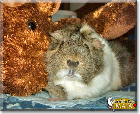 Maia, the Pet of the Day