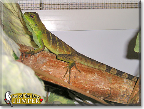 Jumper, the Pet of the Day