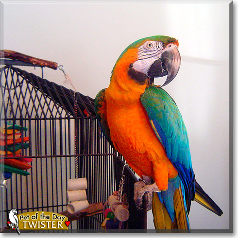 Twister, the Pet of the Day Twister, the Pet of the Day