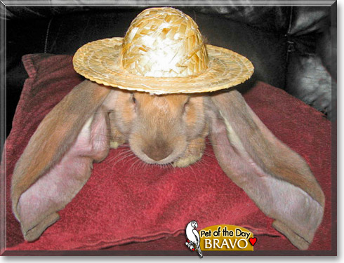 Bravo, the Pet of the Day Bravo, the Pet of the Day