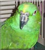 Elvis the Yellow Amazon Parrot