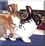 Flapjack, Boomer the Rabbit
