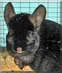 Armani the Ebony chinchilla