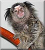 Jumaji the Hybrid Marmoset