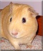 Batman the Guinea Pig