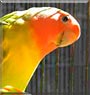 Fay the Peachfaced Lovebird