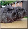 Sandy, Lucy the Coronet Guinea Pigs