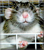 Onespot the Dumbo Rat
