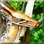 Lady Deathstrike the Borneo Python