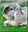 Bracken the Dwarf lop