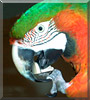Jack the Harlequin Macaw