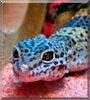 Gex the Leopard Gecko