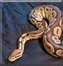 Airo the Ball Python