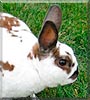 Rudy the Mini Rex rabbit