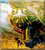 Wiley the Red Painted Turtle