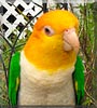 Cookie the White Bellied Caique