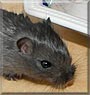 Shadow the Gerbil