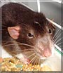 Waylon the Dumbo Rat