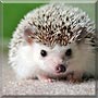 Satski the Hedgehog