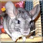 Chloe the Chinchilla